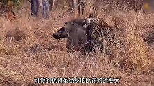 花豹如何捕猎比自己大的疣猪，下嘴的位置真刁钻，疣猪疼得叫不停