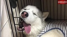 哈士奇的睡相有点奔放，是牙齿卡在笼子上了吗？