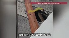 “猫眼摄像头”引关注，合肥一橘猫被卡建筑外墙近20天获救！主人：瘦了2斤，希望能给它长个记性