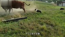 主人让牧羊犬牧牛，谁料牛儿不听话，下一秒狗子可惨了！