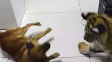 狗狗正在喝水，回头一看是老虎，一招“转身飞踢”给老虎吓懵了!