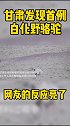骆驼 新闻 甘肃发现首例白化野骆驼 网友建议给它染个毛吧，别被同伴孤立了