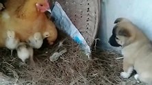 小奶狗也想进鸡窝，和母鸡的试探下