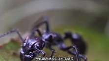 蚂蚁能咬死人？它是毒性最强动物之一，被咬一口就像子弹击中一样