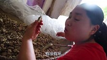 胖妹家也没余粮了到菜园里溜达一圈，做了啥美食，老公一脸嫌弃