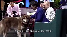 王思聪怕爱狗走丢，打造“皇家狗牌”：别杀我，我家很有钱！