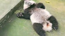 熊猫：我入睡只许一秒，不信我就现在就给大家表演一下