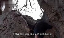 非洲的“猴面包树”既可当房子住还可取水喝,被称为生命之树!