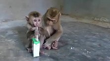 一袋牛奶猴哥舍不得喝，让猴弟喝，真是好哥哥