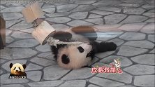 小姐妹呼呼睡，熊猫宝宝独自担负起卖萌重任，超认真模样可爱到爆