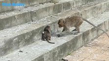 气愤！丧心病狂的坏猴子疯狂虐待小猴子，游客都看不下去了！