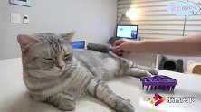 小猫望着沾满猫毛的梳子，小眼神别提多幽怨了