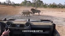 动物：作死狮子咬住3吨大象，5分钟后它放弃了