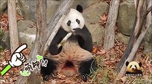 熊猫贝贝悠闲吃饭帅帅哒，坐在小黑盆里的样子好滑稽