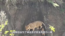飞来横祸！小狮子被野牛挑飞，母狮的反应让人意外！
