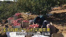 辽宁五旬夫妻：种七八百棵苹果，养五头母猪，年收入20万元