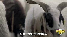 在太阳能发电站放养羊？这一操作让外国人疑惑，网友：一举三得！
