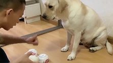 这只拉布拉多真的智商提高了，还知道护住挨揍的孩子