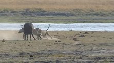 难得一见的雄狮捕猎，实在太猛了，体型庞大的水牛也难逃一劫