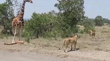 长颈鹿妈妈后悔莫及，一时没看好幼崽被狮子有机可乘！