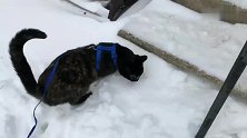 猫咪在雪地上都不会走猫步了，走路的姿势把主人笑喷了