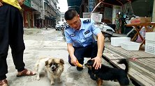 中华田园犬帮民警追吸毒男：被抓后嫌疑人求放过 民警赠小狗火腿