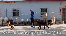 小伙早起6点遛狗，8、9条牧羊犬紧随身后，网友：一大群保镖！