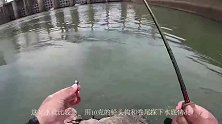 路亚很简单？上鱼很容易？小哥太阳底下坚持8小时才上5条鳜鱼