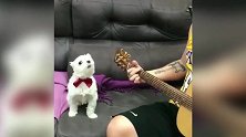 狗狗看着傻乎乎的，上不去了吧，让你一直在这着急吧！
