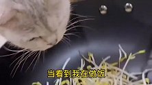 我家猫对我简直是真爱，猫爸看一眼都不让，却愿意把孩子送给我吃