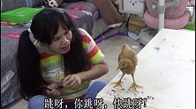 当外婆送了只鸡给小豆后 百亿剧好看计划  模仿  百万赞演技大赏