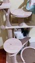 家里猫太多了！猫爬架不够用了！芒果这几天有点上火
