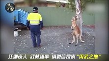 袋鼠无端挑衅，结果惨被人暴击吓跑了！