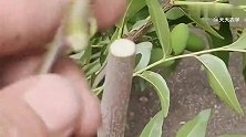 枣树嫁接更丰产，常用的嫁接方法，操作很简单