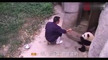 可爱调皮的熊猫动不动就抱大腿甩都甩不掉，饲养员要疯了