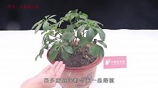 淘米水加它倒进花盆中太厉害了！花草越长越茂盛，比营养液还管用