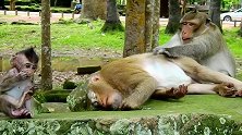 猴孩儿真懂事，看见母猴在休息，就跑到别处玩！