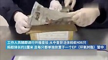 密集恐惧症患者慎点！上海海关查获入境活体蚂蚁406只