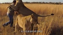 年迈的雄狮不吃不喝，饿成皮包骨，只为见救命恩人最后一面