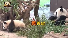 熊猫梦梦专心当吃货，可爱的熊孩子在一旁四处溜达抢镜