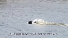 狮子将野牛追杀到水里，鳄鱼趁机来捣乱！野牛心里苦啊