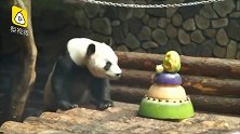 海归2代熊猫过生,一掌拍掉庆生蛋糕