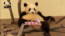熊猫宝宝彩浜悠然自得卖个萌：只要心中有海，在哪儿都是度假！