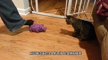 蜘蛛人擦玻璃时，碰上一户人家的猫咪，下一秒，请憋住别笑