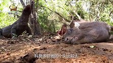 科莫多巨蜥盯上水牛，咬住蹄子将其捕获，镜头拍下全过程