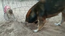 小猴子被关在笼子里出不来，狗狗在笼子底部挖洞救它，真聪明