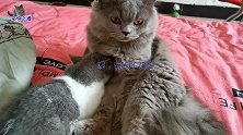 小喵妹把猫哥当成妈妈，黏着猫哥找吃的，相爱相杀的模样逗笑主人