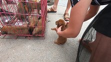 农村热闹狗市，大爷带来一窝3号猎犬，免费送，让小狗逃个活命