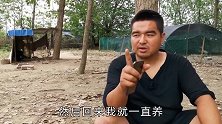 陕西小伙养高加索牧羊犬，高大凶猛出价17000，两头牛不换