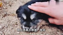 这小奶狗果然是初生牛犊不怕虎，在路边也能睡着。